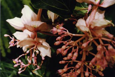 begonia