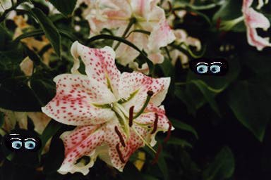 spotty lillies
