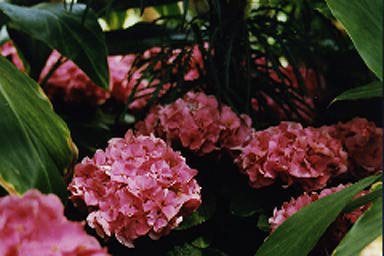 hydrangias