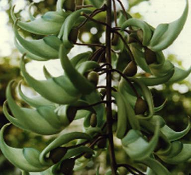 jade blossoms