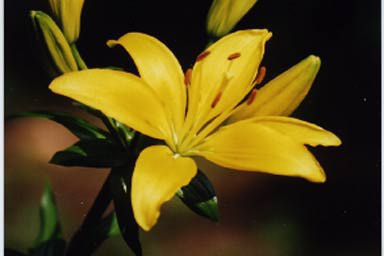 yellow lily