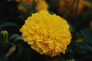 marigold