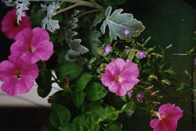 petunias